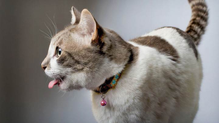 Cat Is Looking For The Food